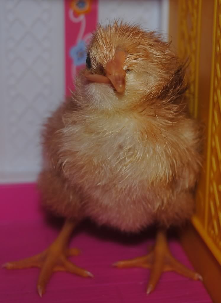 Scissors beak PoultryDVM